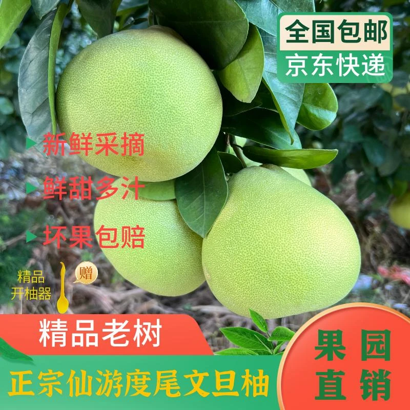 【京东包邮】精品福建度尾文旦柚老树文旦柚福建柚子应季孕妇水果