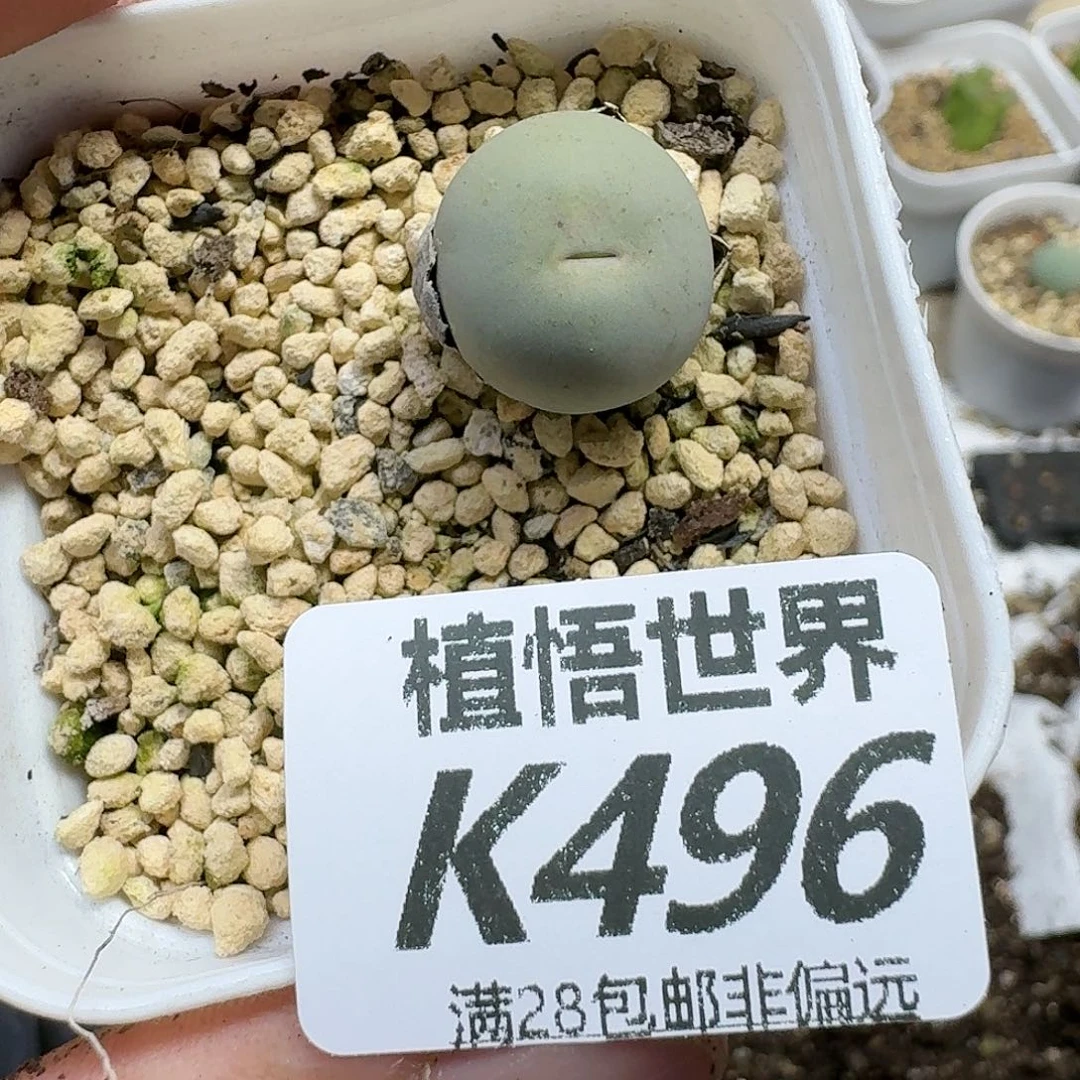 多肉植物的润泽fhn