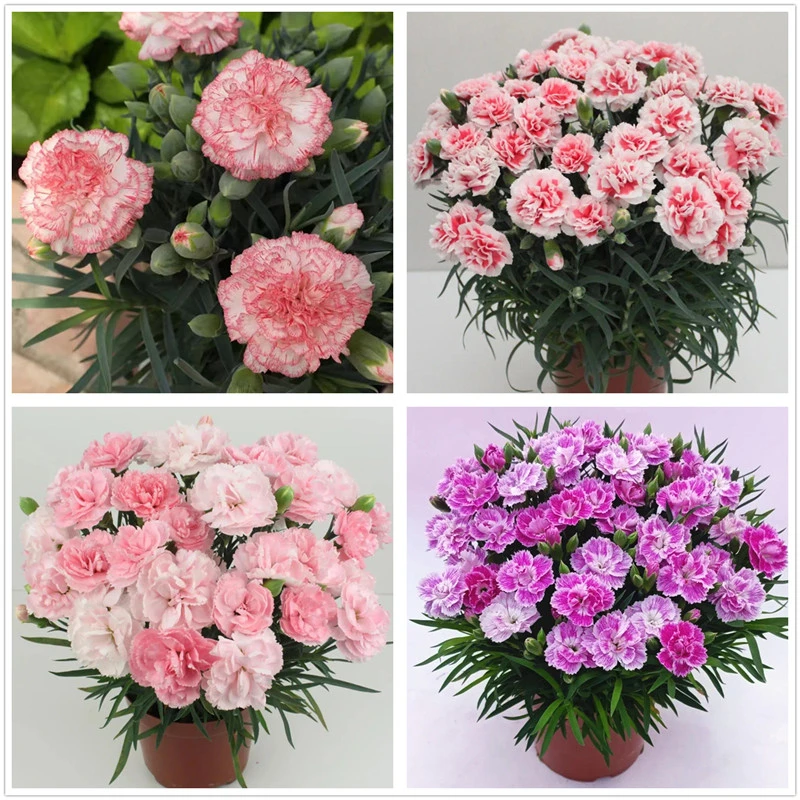 新品重瓣康乃馨花苗石竹多年生开花植物颜色多花期长盆栽花卉包邮