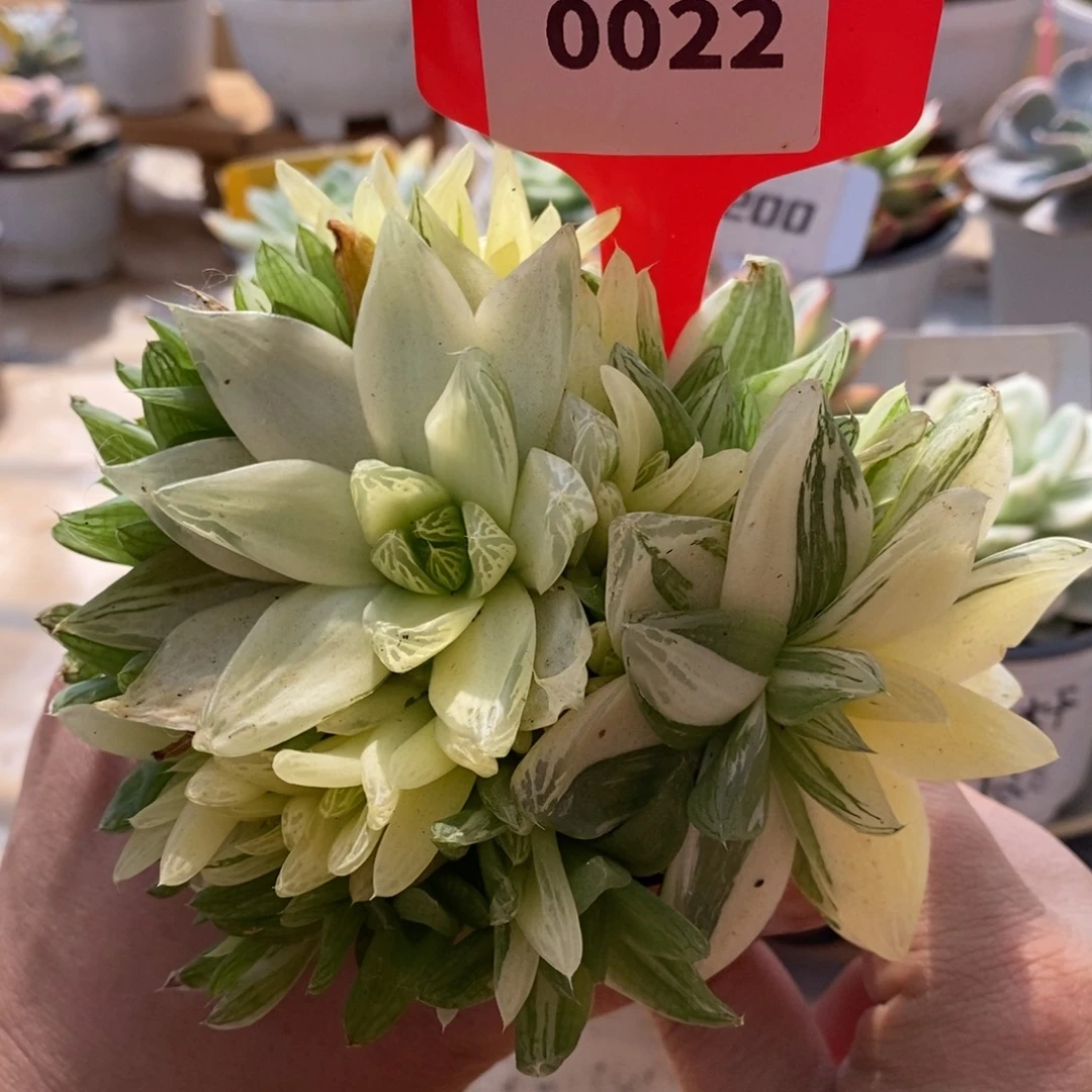 022哈哈哈哈哈哈哈哈
