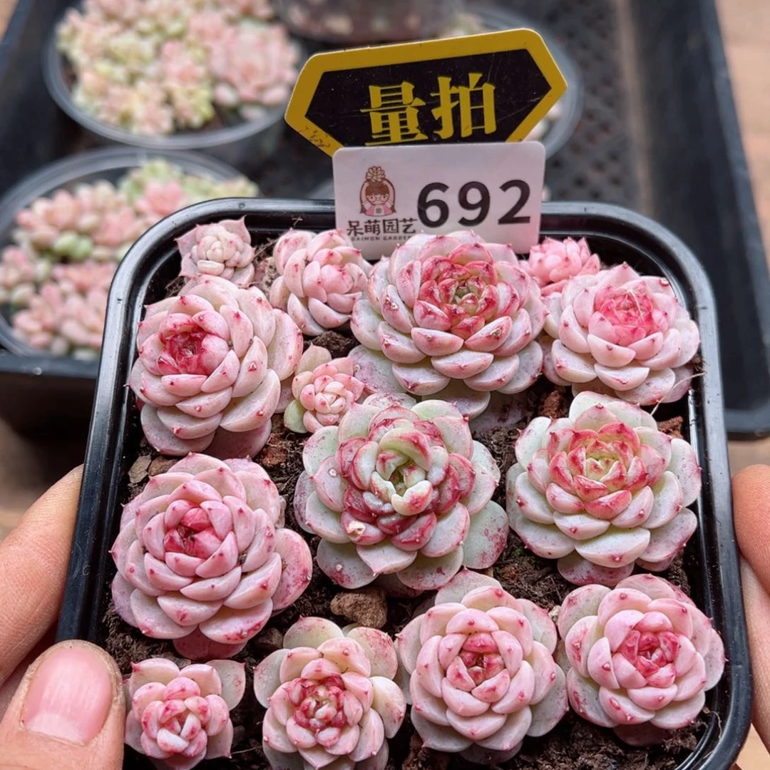 多肉植物多肉植物