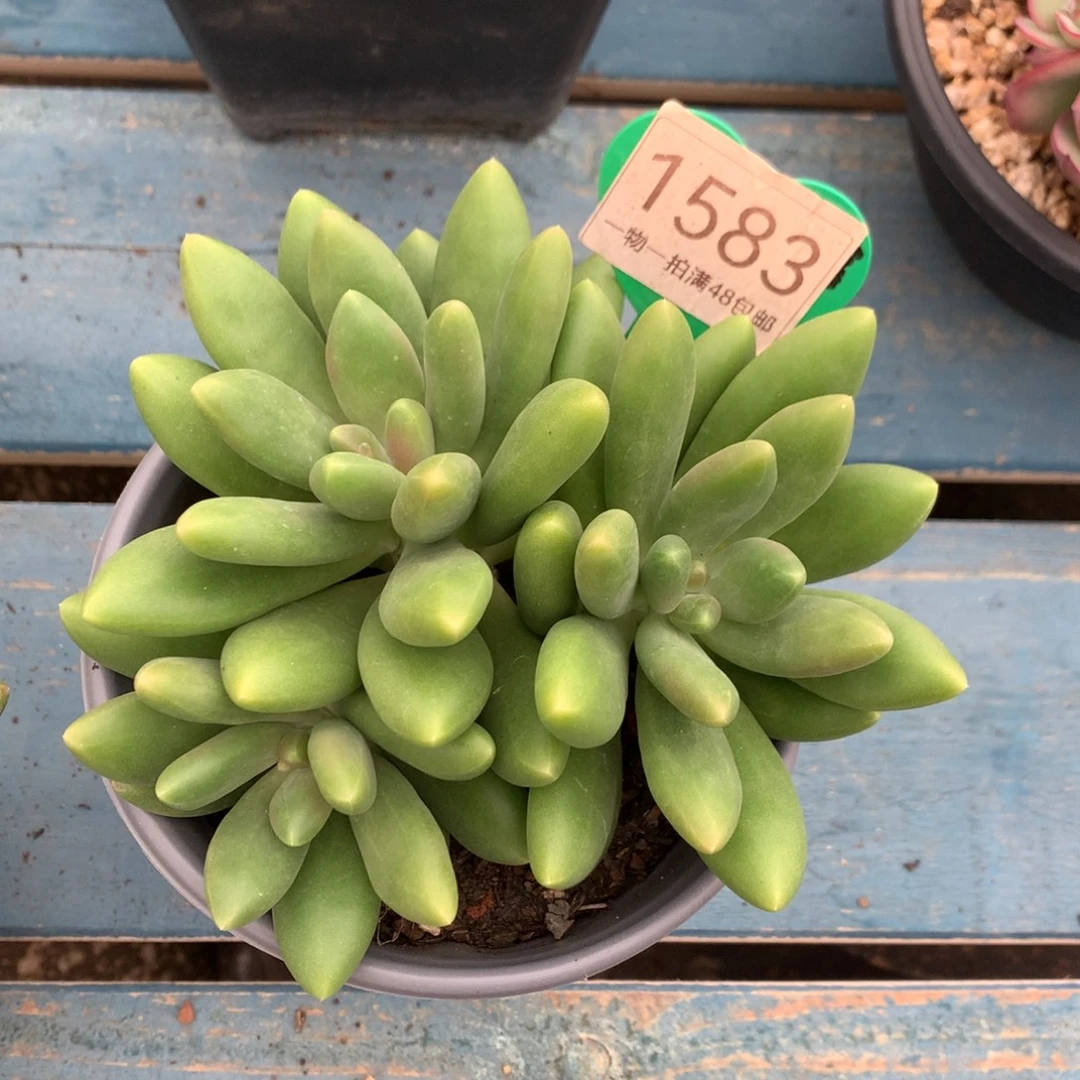 芒果奶无砍平头1583