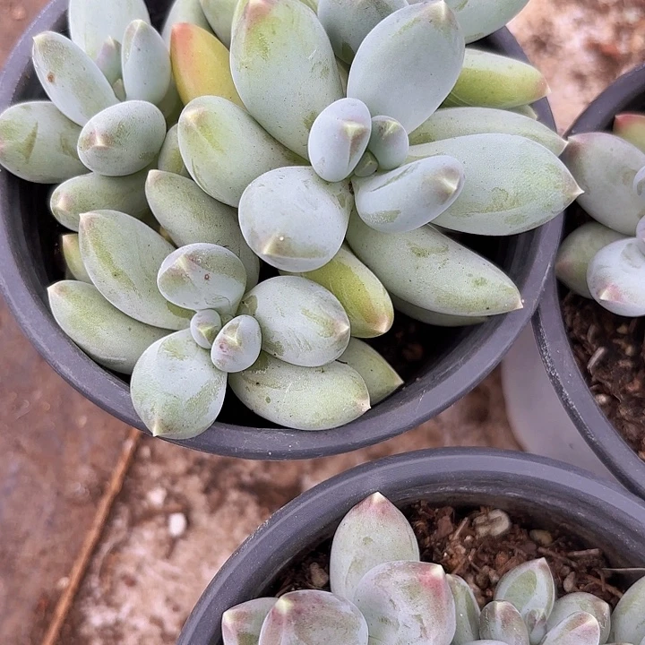 星空美人群生（拍满18包邮）