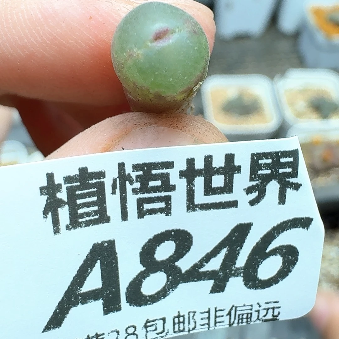 多肉植物的人生fgh