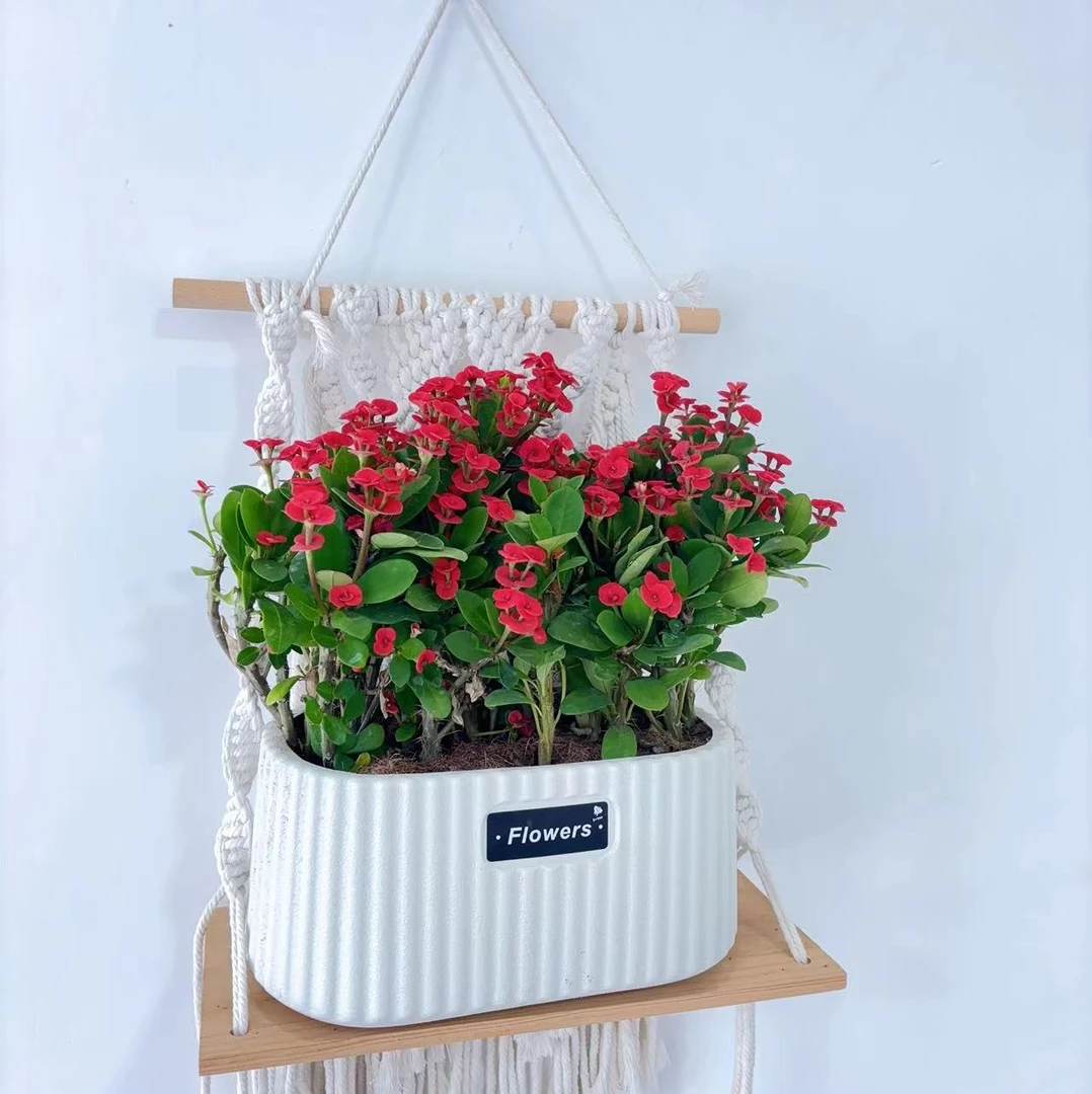 【带花苞】铁海棠盆栽四季开花机器耐干旱