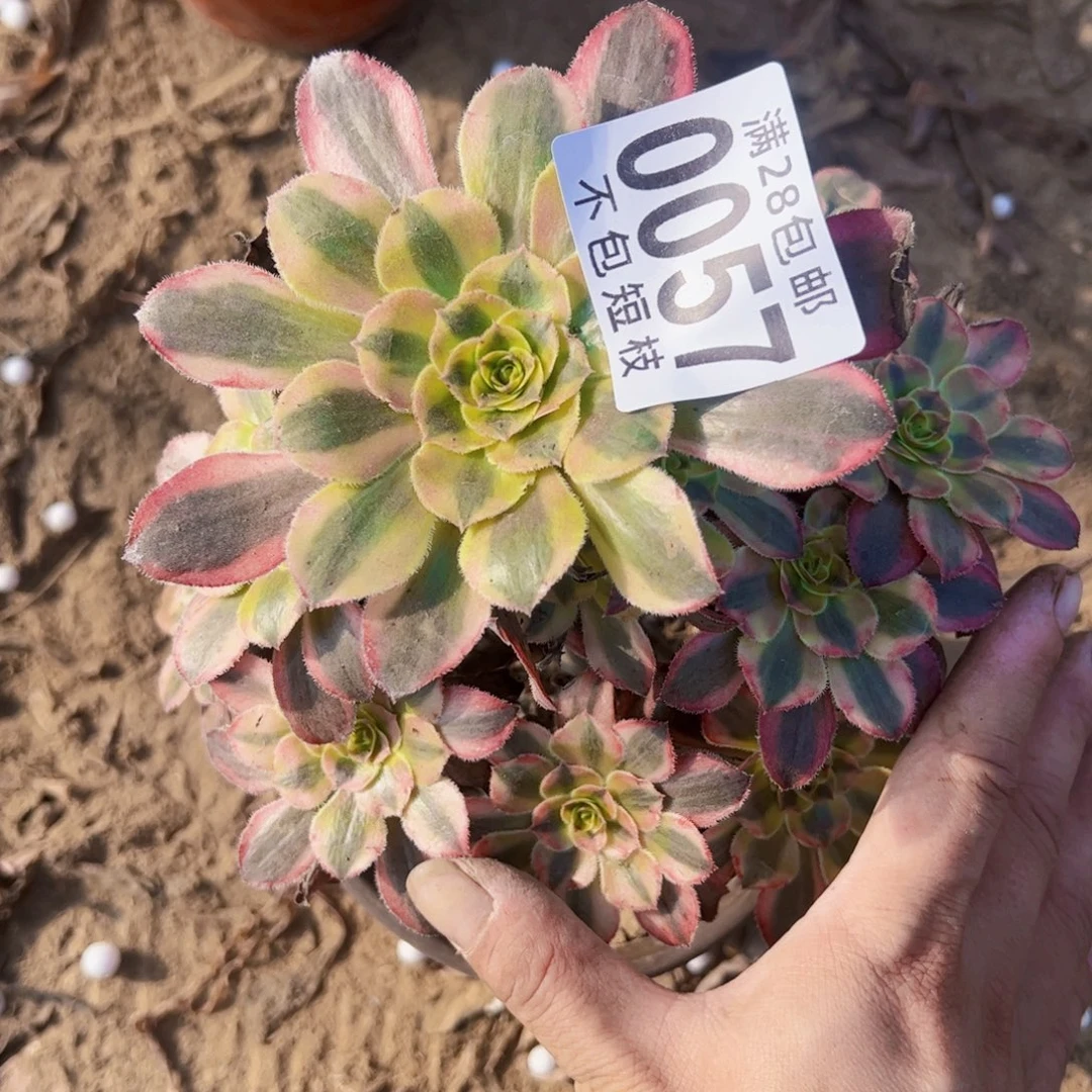 热恋多肉植物0057