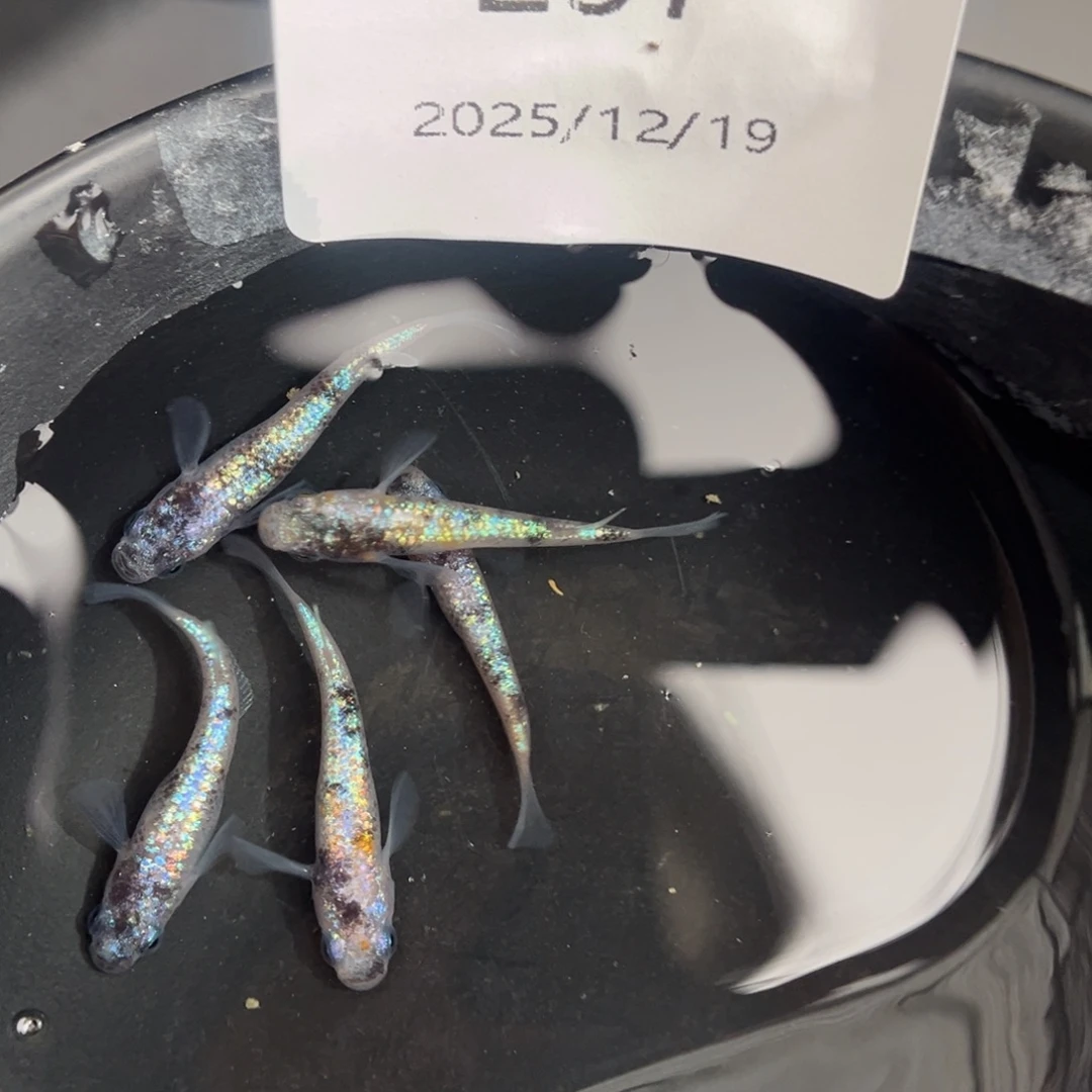 青鳉鱼237月华海王星五尾