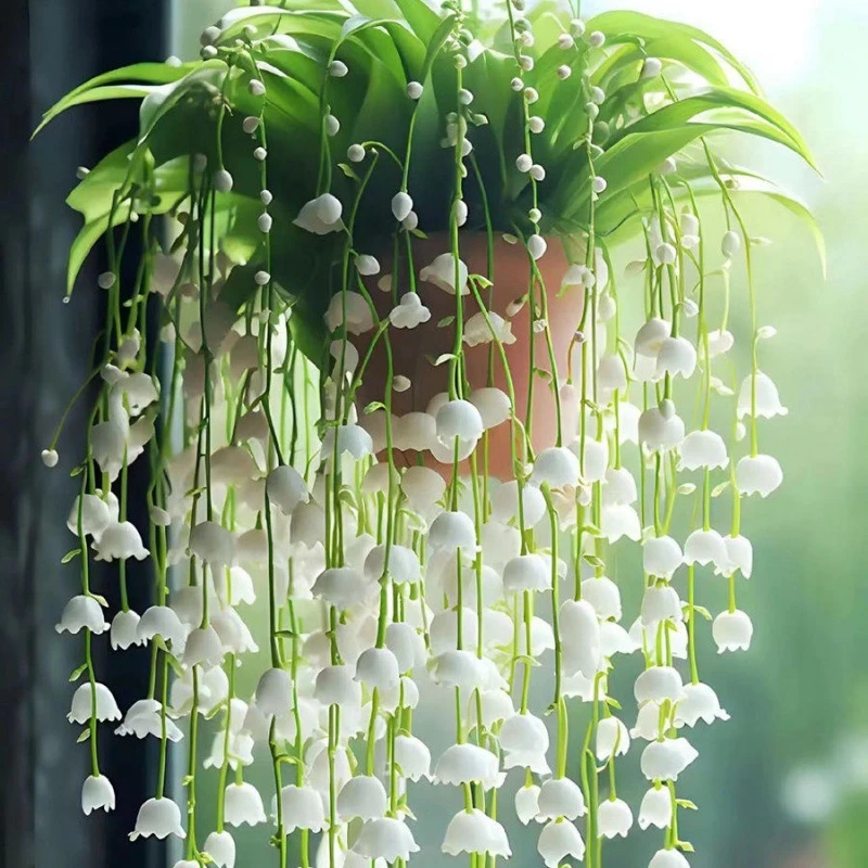 【香铃兰苗】浓香花卉带芽铃兰绿植多年生耐寒四季常青室内观赏植物