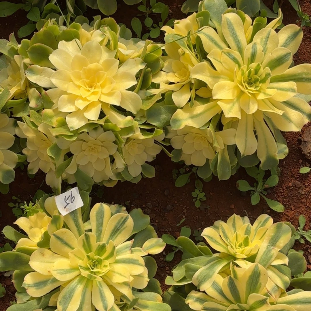 云南多肉植物组拍