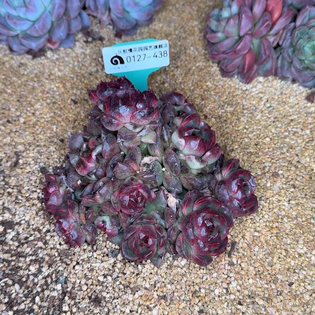 从前慢花园东云系0127-438