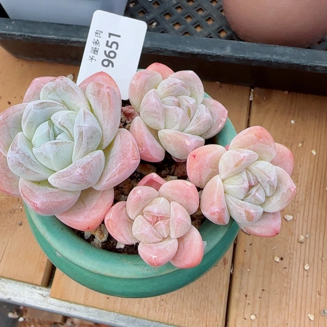 长杆冰玉，9651多肉植物