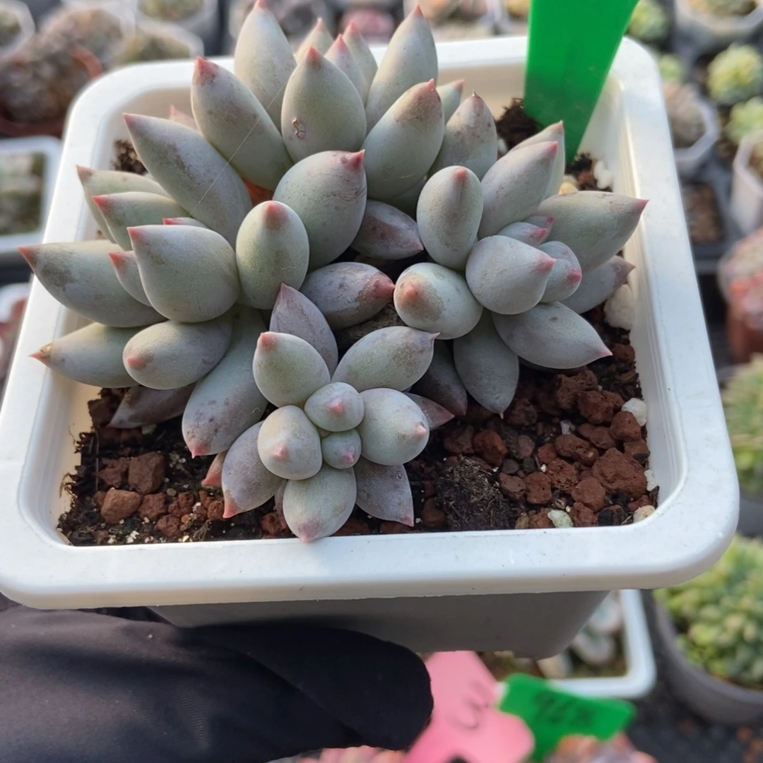 997所罗门多肉植物