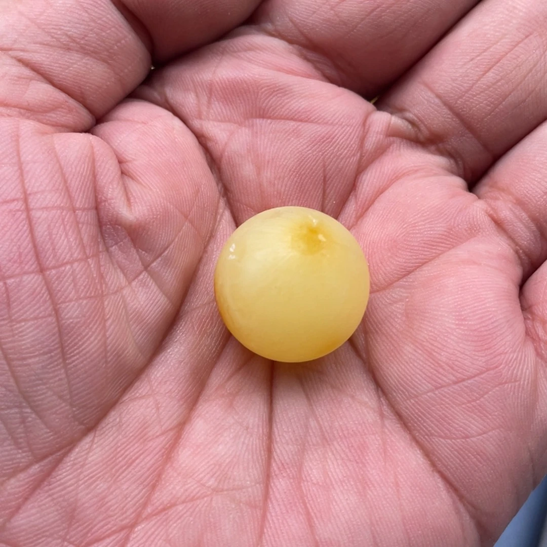 巧***。未镶嵌定制琥珀蜜蜡