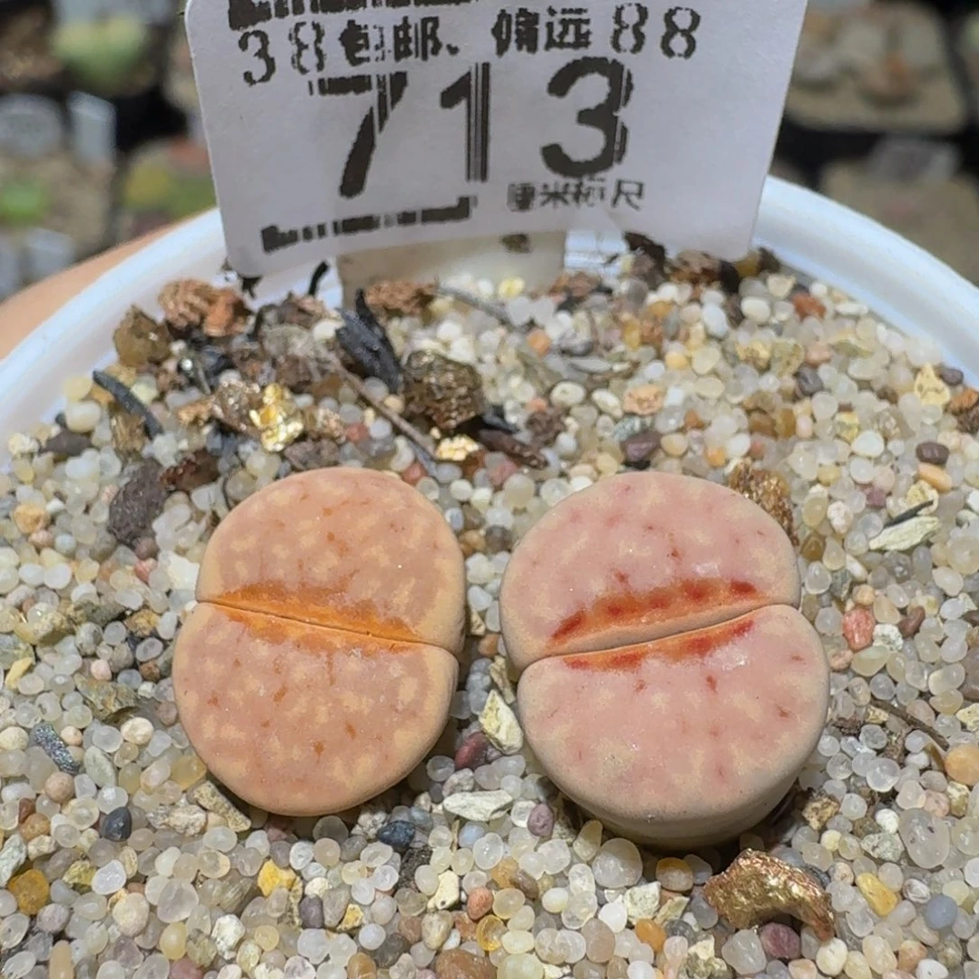 Ssss精品生石花713
