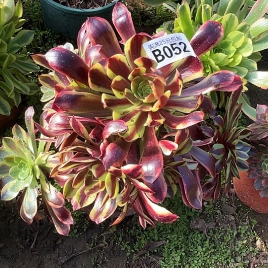 金**霞一颗多肉法师植物 不包售后