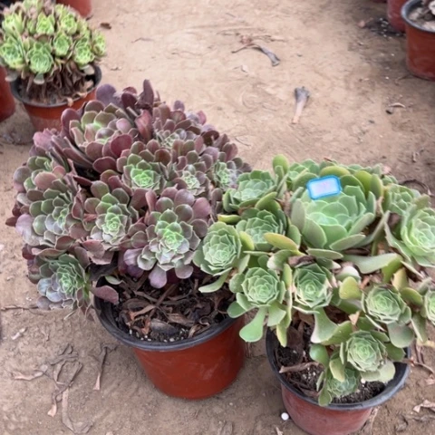 689多肉植物组合，