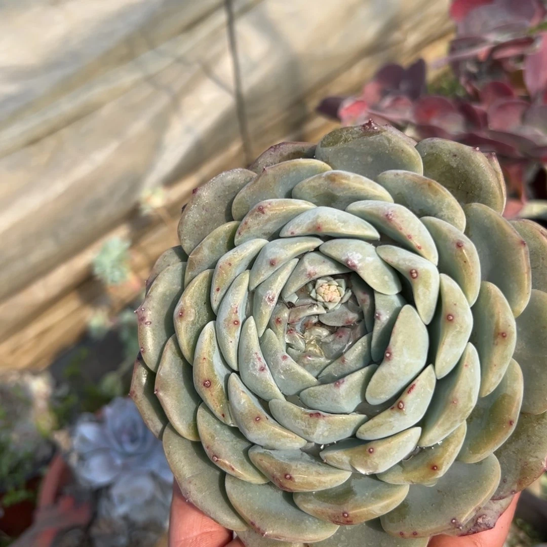 多肉植物多肉植物
