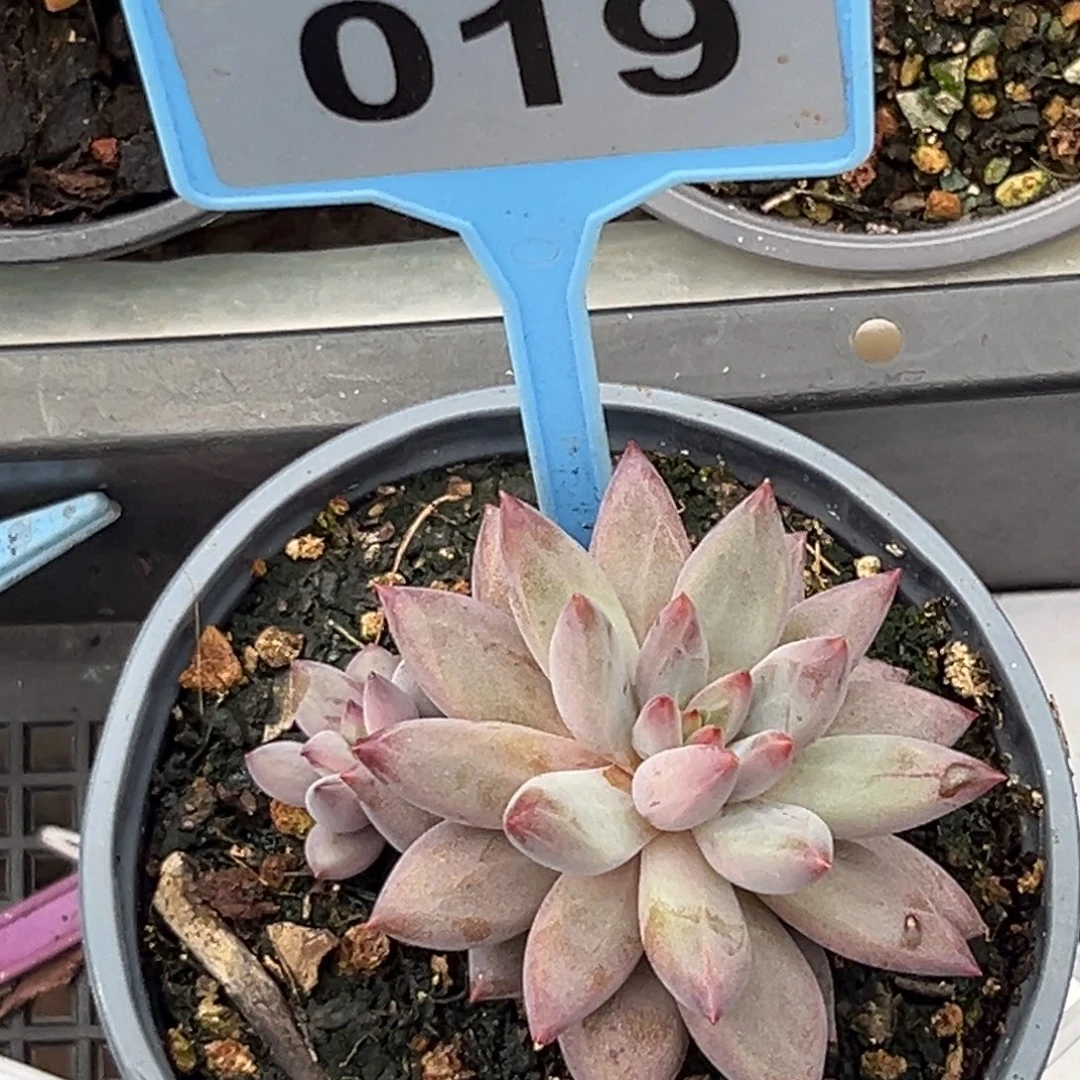 多肉植物虞美人019