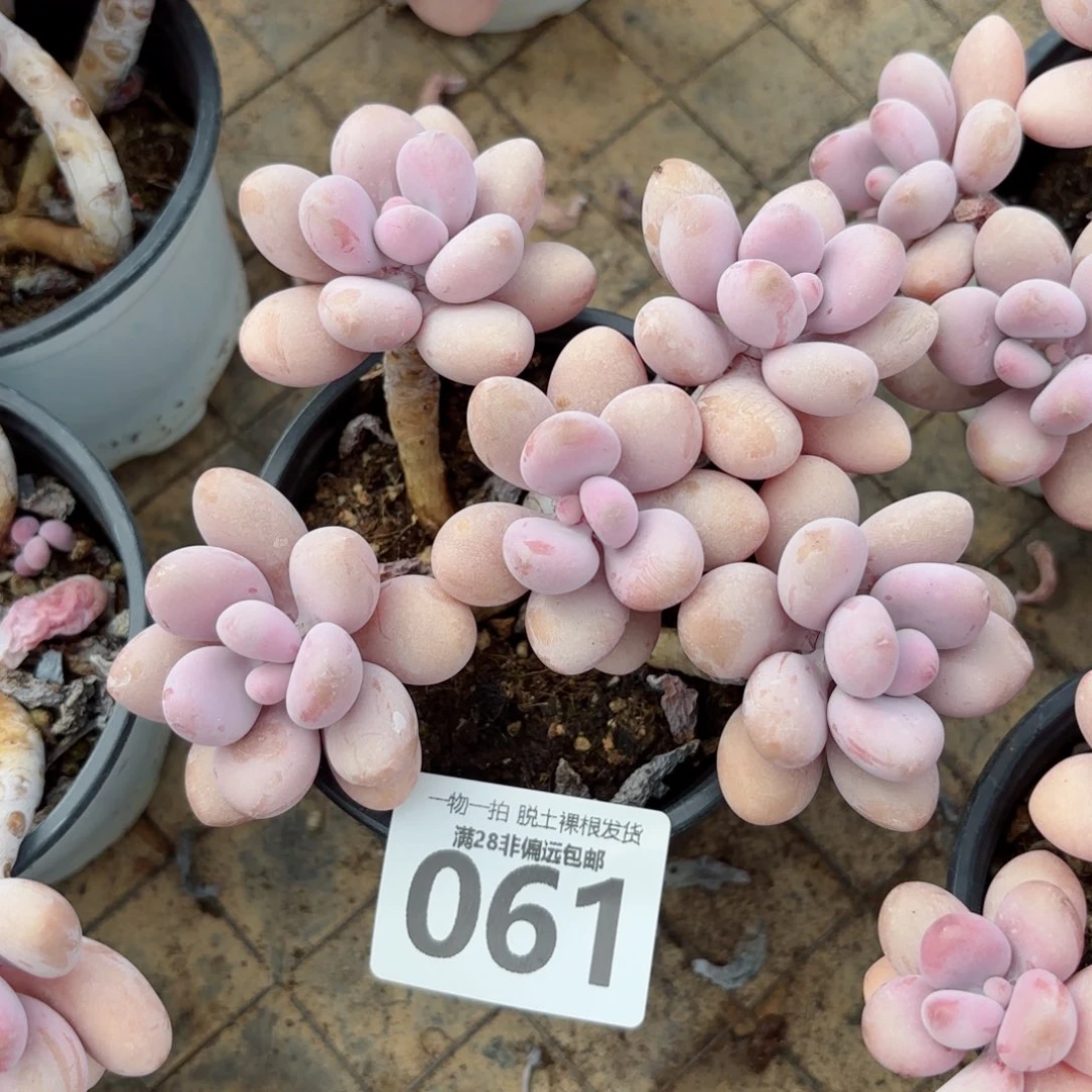 桃蛋老桩无盆土发货