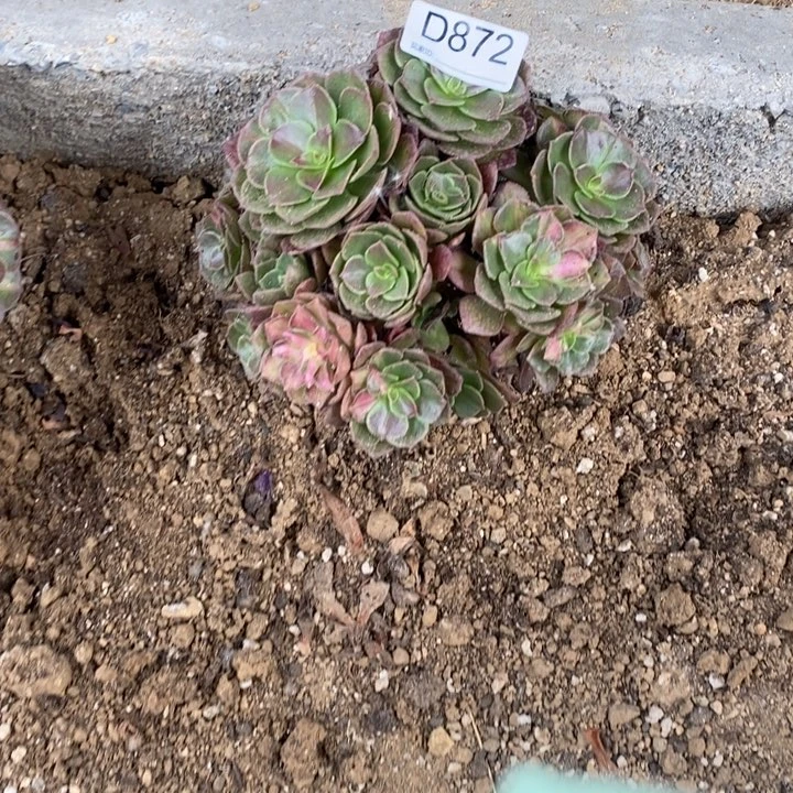 872海王七彩多破网植物