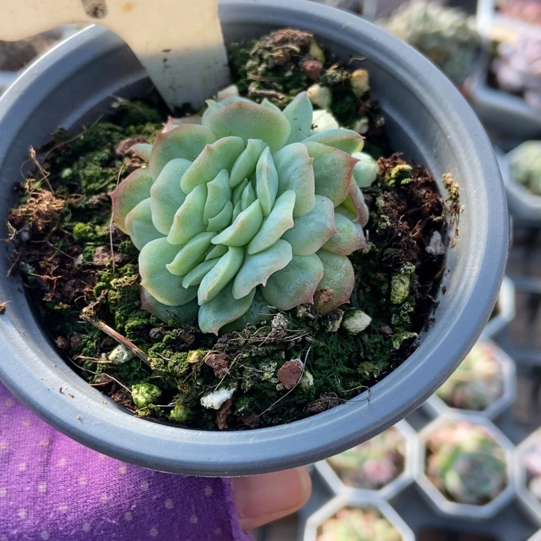 910泡泡纱缀多肉植物