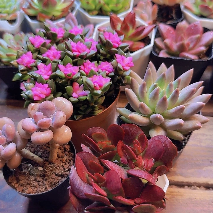 吹雪 紫蝶 红蜻蜓 桃蛋双头