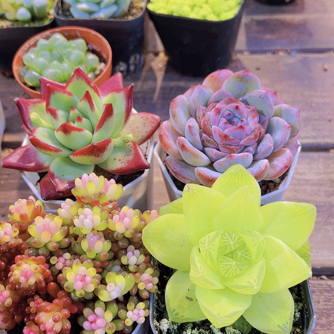 七彩龙珠➕红乌木➕溏心➕黄金雨露