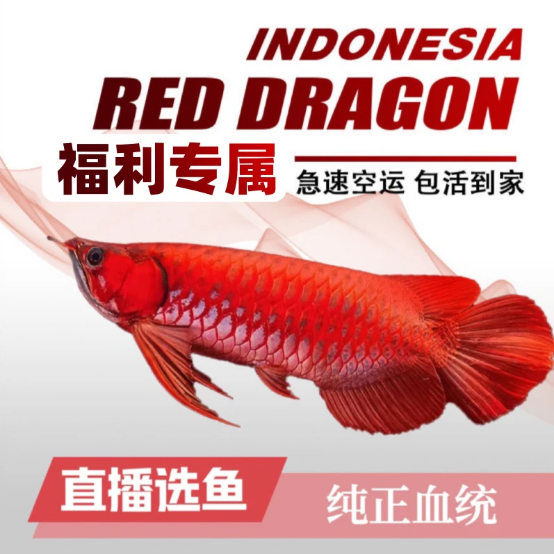 【福利专属】红龙鱼活体大型观赏鱼热带淡水鱼苗包活到家