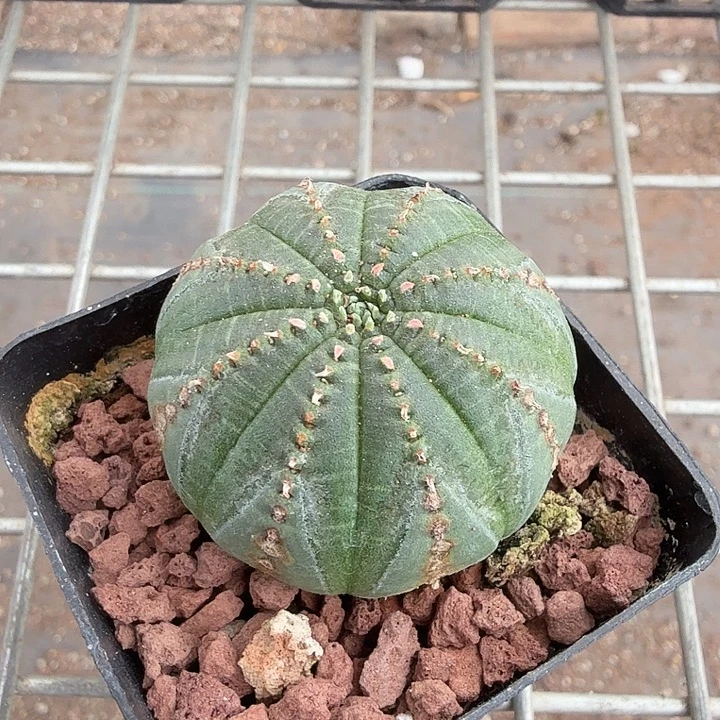 欧布单头球4仙人球