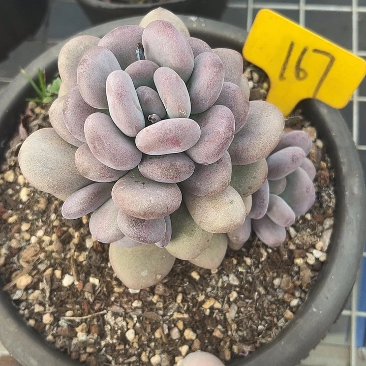 两单包邮，一物一拍167月美人