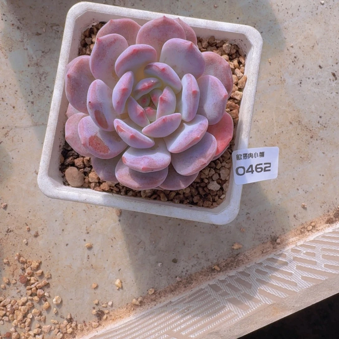 @***烨多肉植物橙梦露单头0462