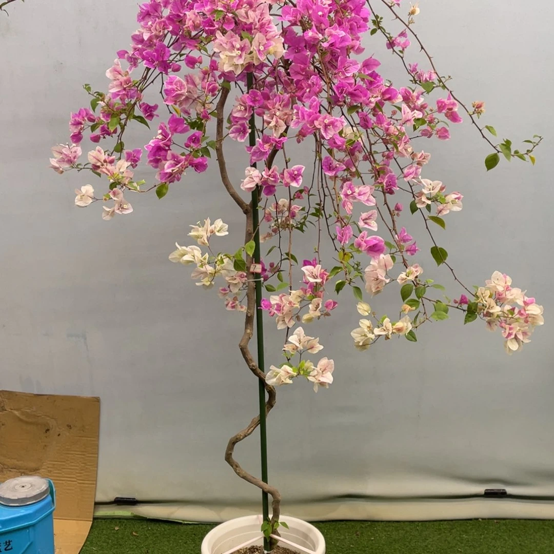 完全开放2066木驾掉花掉叶正常