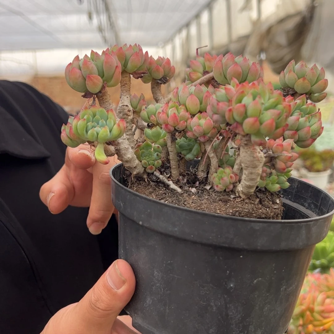 蓝苹果整装整群老桩