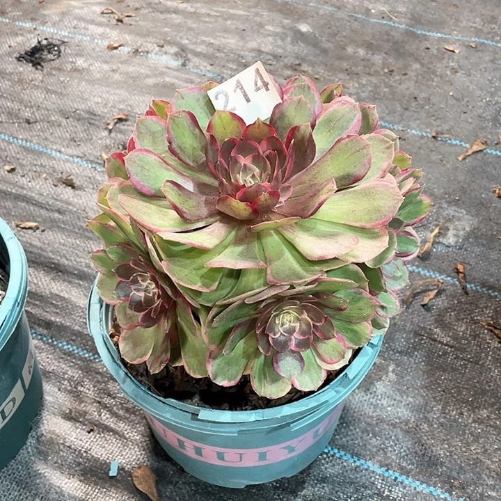 粉花妖214 冠幅20