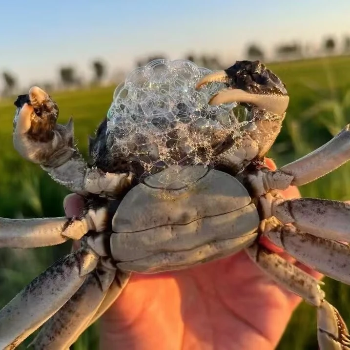 （活蟹）盘锦稻田河蟹1-1.2两2斤/3斤母蟹顺丰包邮