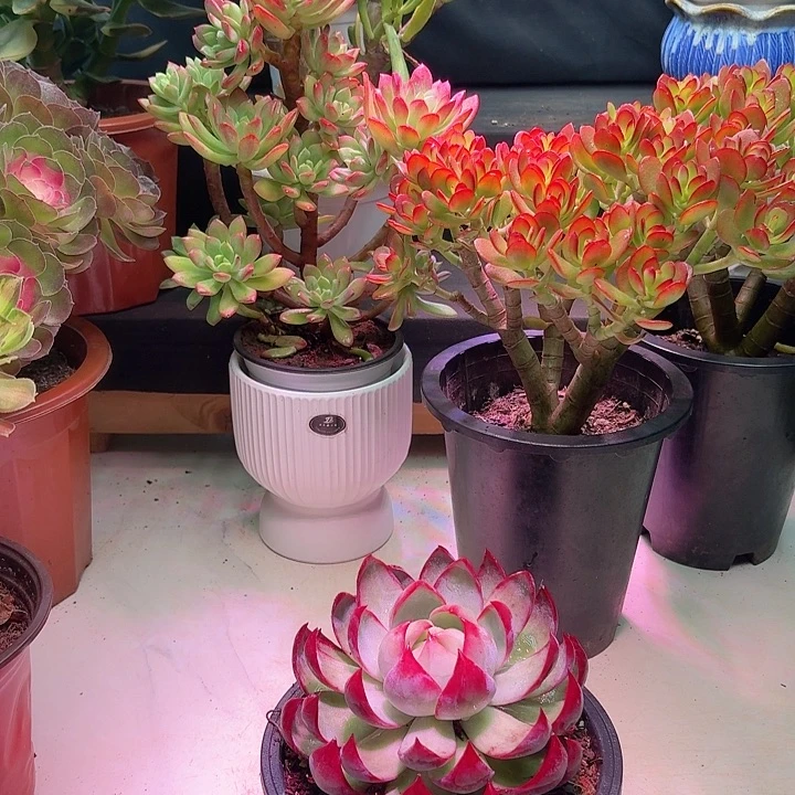 惊鸿仙子带盆发货