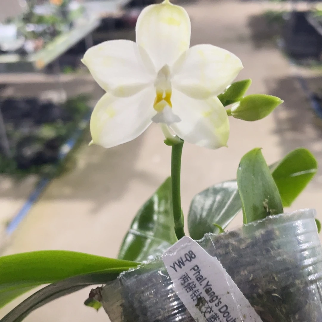 完全开放127叶瑕花期不保