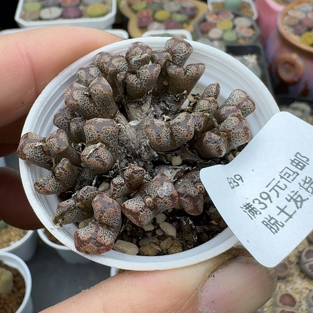 39多肉哈哈哈哈哈哈哈