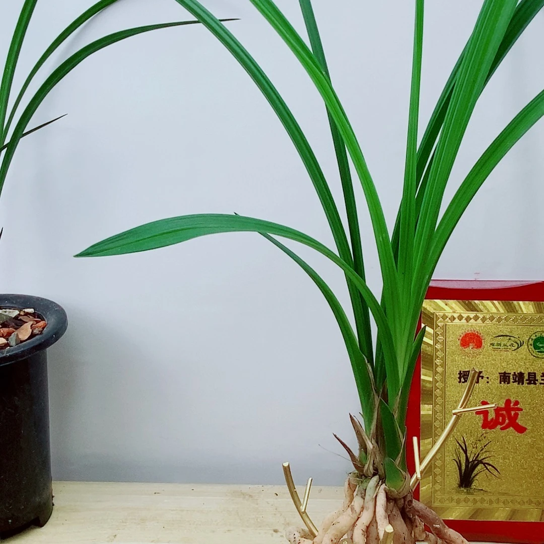 当前无花栽培后可以开花大邑