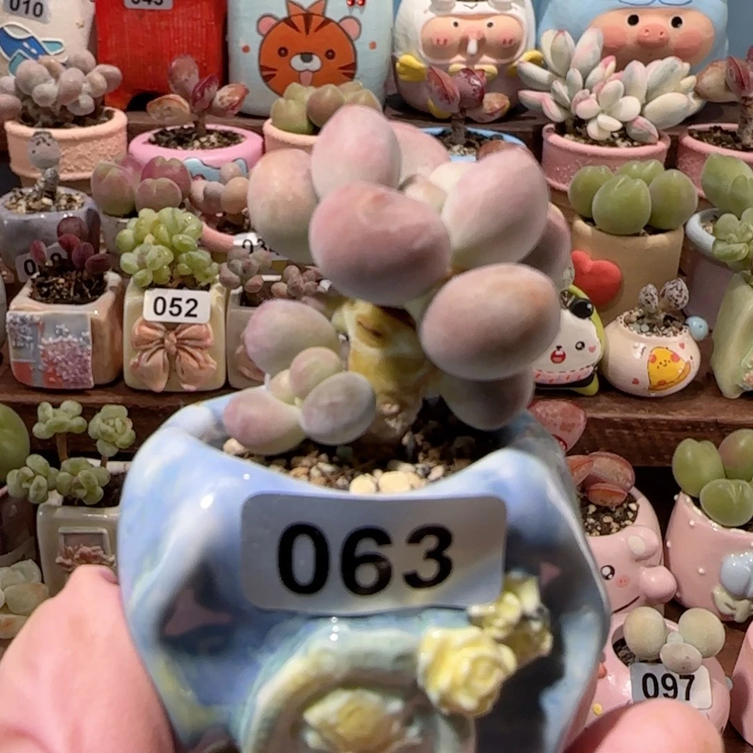 T奶杂盆口   2.5cm