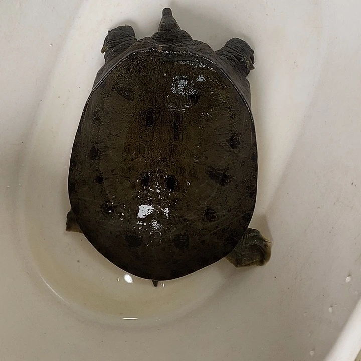中国大陆开箱视频验货 死了包赔