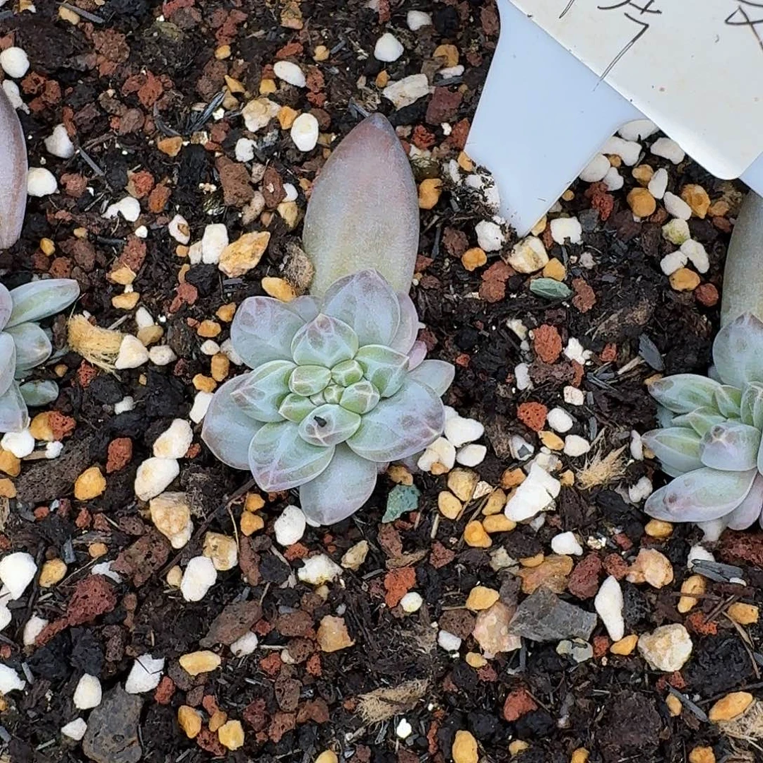 萍***2萍姐维斯特曼一颗寄养