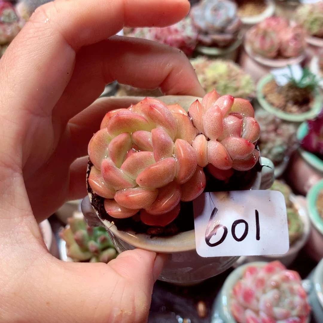 精控拇指盆多肉Ｇ601