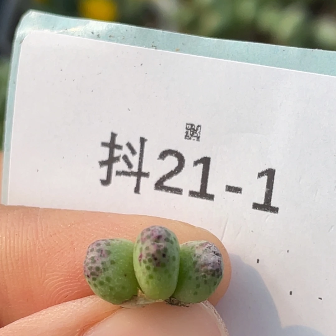 21-1草莓斑马肉锥