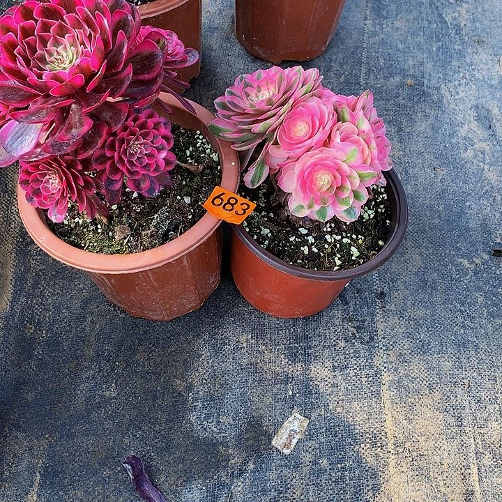 胖***记多肉白月光倾城683000