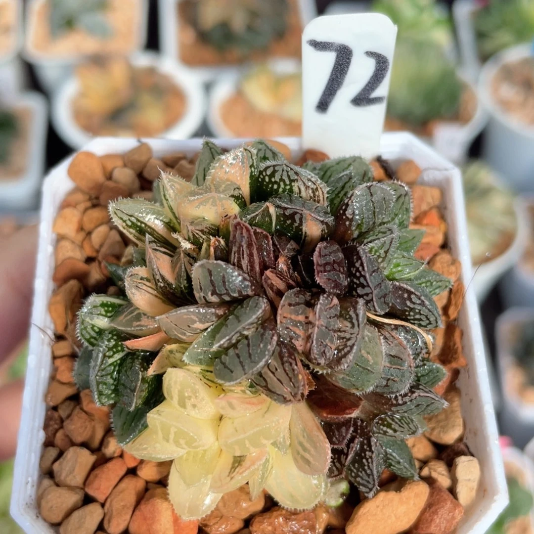 72冰砂糖锦群。