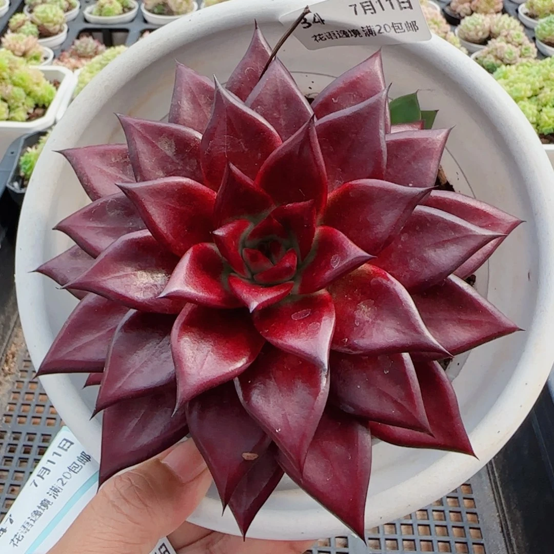 花语逸镜0711-34雪罗拓土