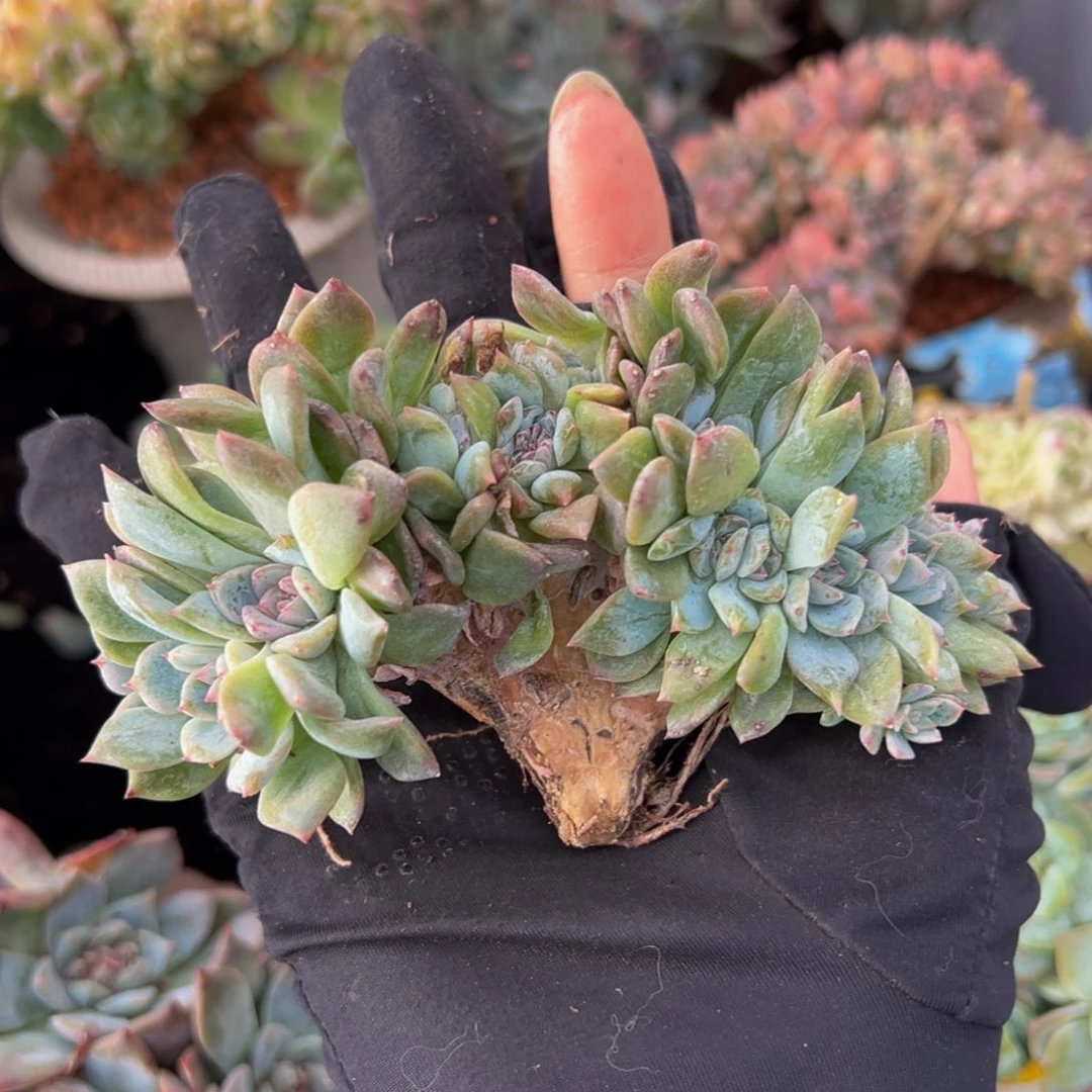 弗洛伊德琥珀缀14朵朵缀