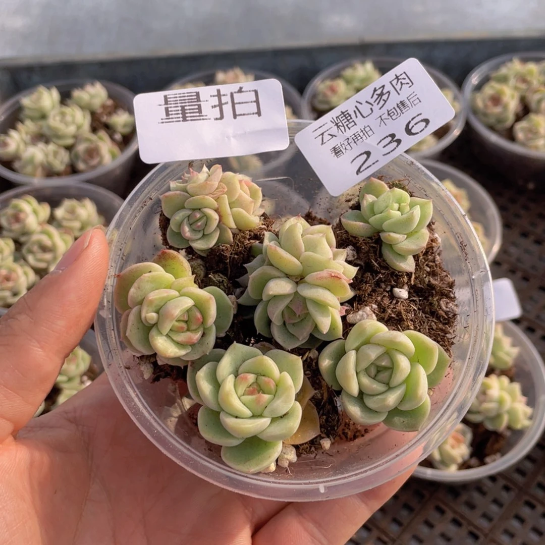 云糖心多肉植物236
