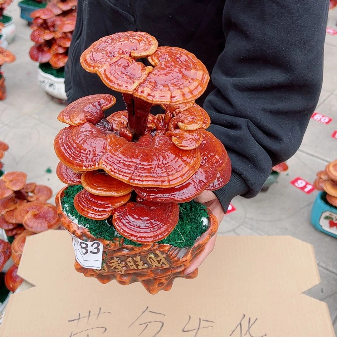 无花朵灵芝盆景四季旺财